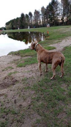Älterer Herr sucht ein neues Zuhause