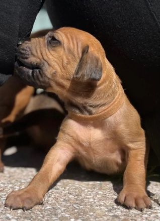Rhodesian Ridgeback Welpen - reinrassig