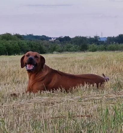 Rhodesian Ridgeback Welpen - reinrassig