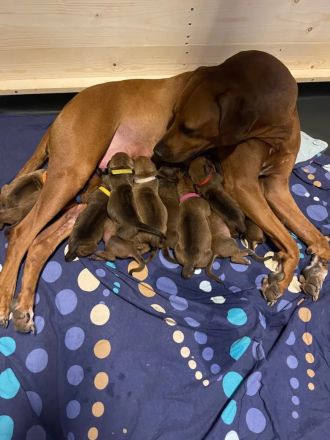 Rhodesian Ridgeback Welpen - reinrassig