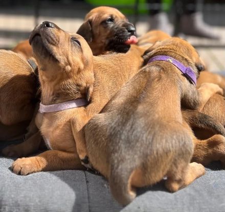 Rhodesian Ridgeback Welpen - reinrassig