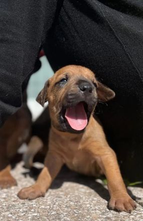 Rhodesian Ridgeback Welpen - reinrassig