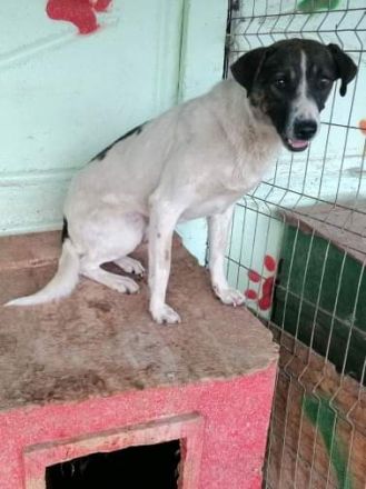 Luke, freundlich aber sehr ängstlich