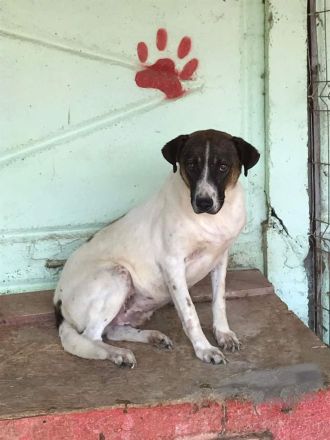 Luke, freundlich aber sehr ängstlich