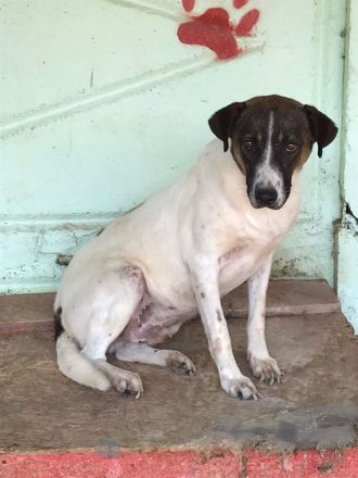 Luke, freundlich aber sehr ängstlich