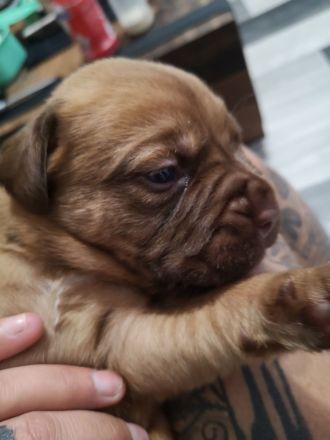 Bordeaux Doggen Welpen