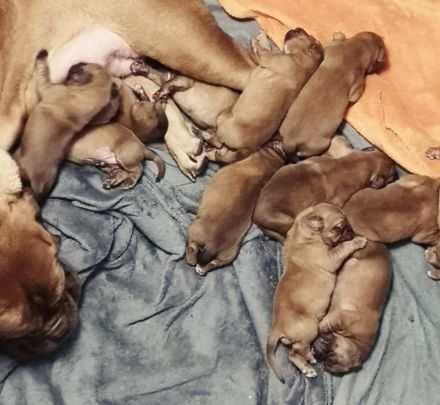 Bordeaux Doggen Welpen