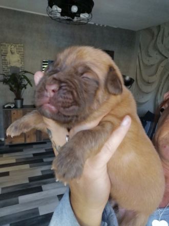 Bordeaux Doggen Welpen