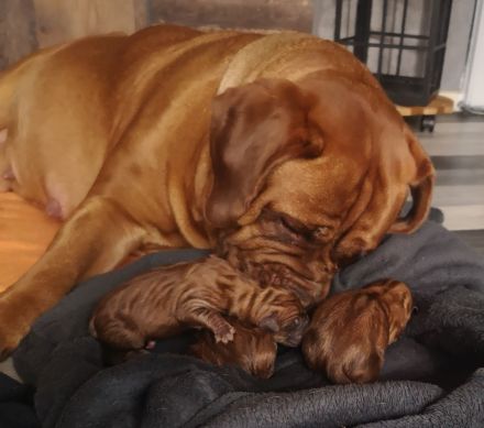 Bordeaux Doggen Welpen