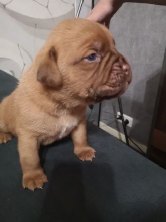 Bordeaux Doggen Welpen