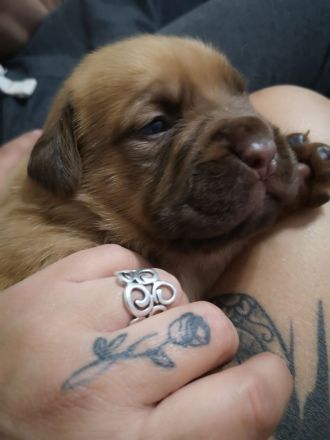 Bordeaux Doggen Welpen