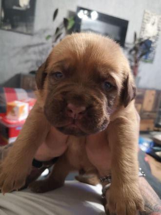 Bordeaux Doggen Welpen