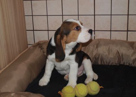 Beagle Welpen 2 Rüden