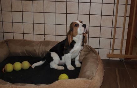 Beagle Welpen 2 Rüden