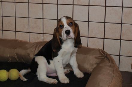 Beagle Welpen 2 Rüden
