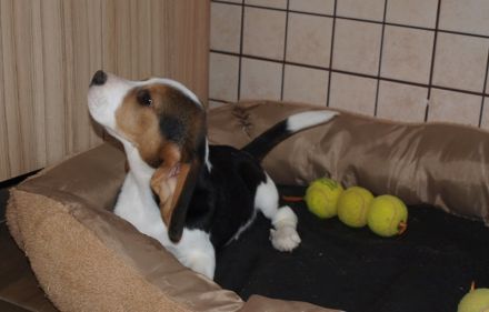 Beagle Welpen 2 Rüden