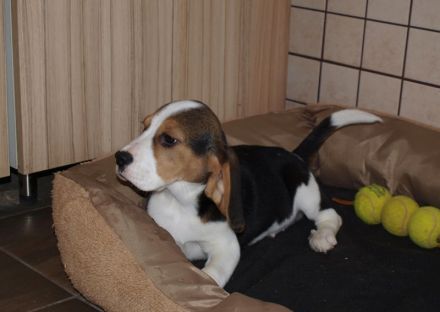 Beagle Welpen 2 Rüden