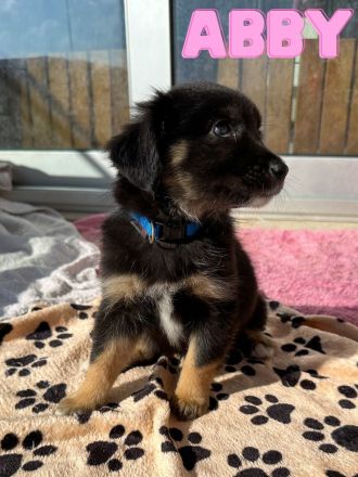 Mini Australien Shepherd Welpen Black-Tri / schwarz-weiss