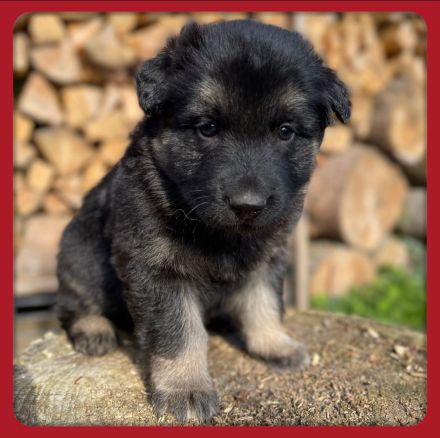 Altdeutsche Schäferhundmischlingswelpen aus liebevoller Verpaarung
