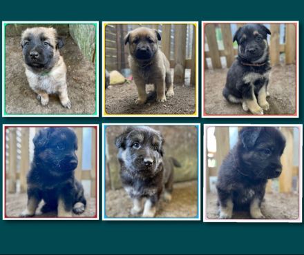 Altdeutsche Schäferhundmischlingswelpen aus liebevoller Verpaarung