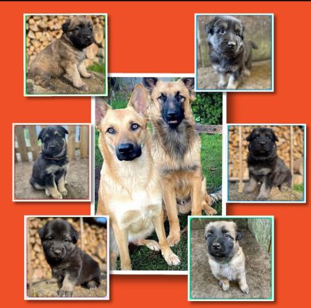 Altdeutsche Schäferhundmischlingswelpen aus liebevoller Verpaarung