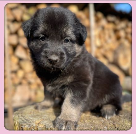 Altdeutsche Schäferhundmischlingswelpen aus liebevoller Verpaarung