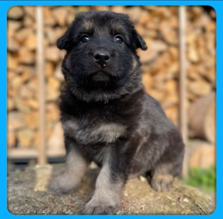 Altdeutsche Schäferhundmischlingswelpen aus liebevoller Verpaarung