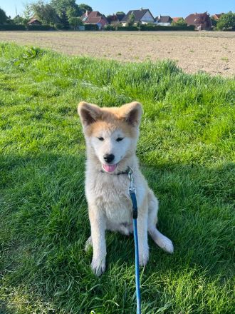 Akita inu welpen