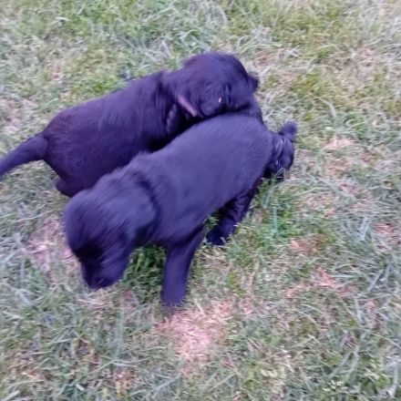 !! Wir haben Flat Coated Retriver Welpen !!