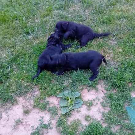 !! Wir haben Flat Coated Retriver Welpen !!