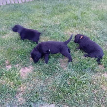 !! Wir haben Flat Coated Retriver Welpen !!