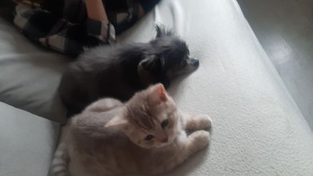 bkh Weibchen 4 Monate