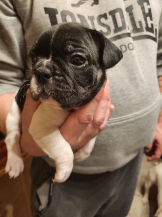 Französische Bulldoggen Welpen