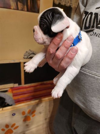 Französische Bulldoggen Welpen