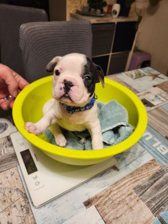 Französische Bulldoggen Welpen