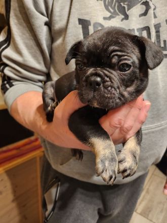 Französische Bulldoggen Welpen