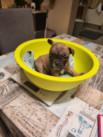 Französische Bulldoggen Welpen