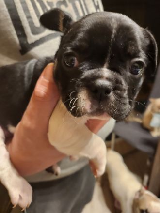 Französische Bulldoggen Welpen