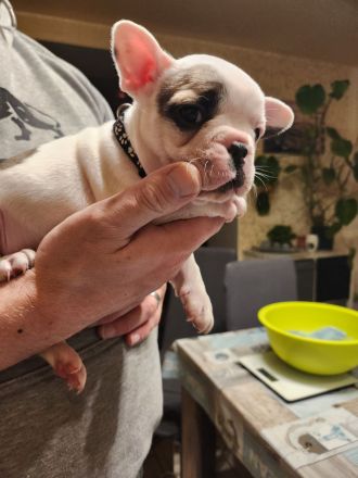Französische Bulldoggen Welpen