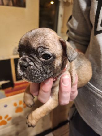 Französische Bulldoggen Welpen