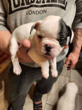 Französische Bulldoggen Welpen