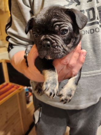 Französische Bulldoggen Welpen