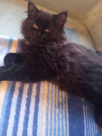 Sibirische-Waldkatze