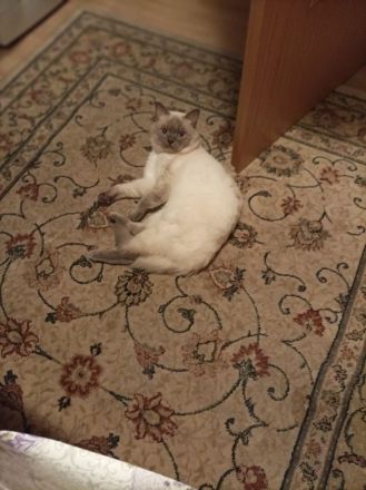 Deckkater in Blue Point (Kein Verkauf)