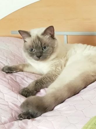 Deckkater in Blue Point (Kein Verkauf)