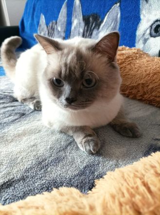 Deckkater in Blue Point (Kein Verkauf)