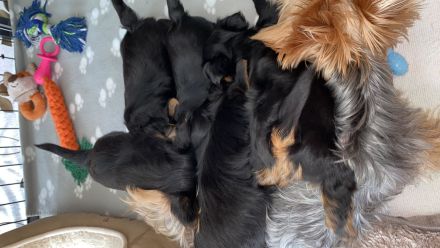 Yorkshire Terrier Welpen