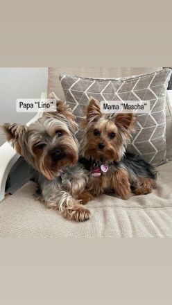 Yorkshire Terrier Welpen