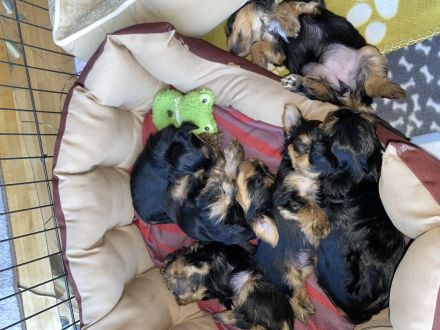 Yorkshire Terrier Welpen