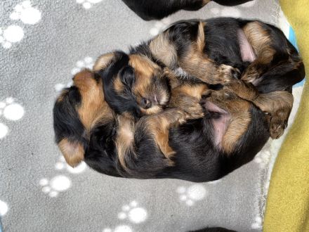 Yorkshire Terrier Welpen
